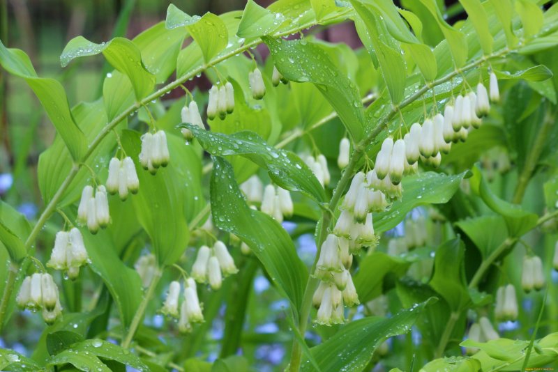 Куст купены многоцветковой