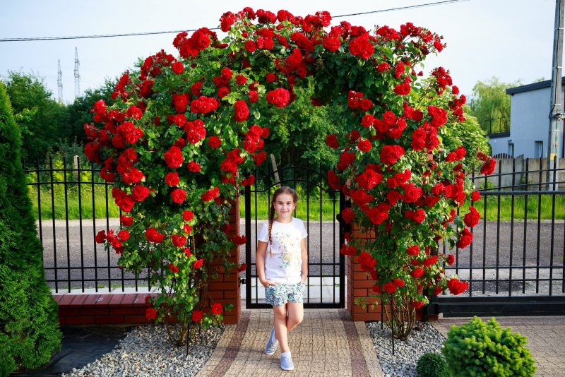 Фламентанц плетистая роза