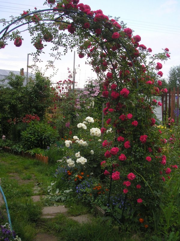 Роза мультифлора