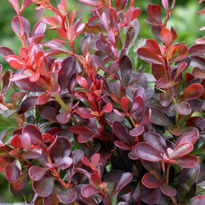 Барбарис Тунберга Atropurpurea