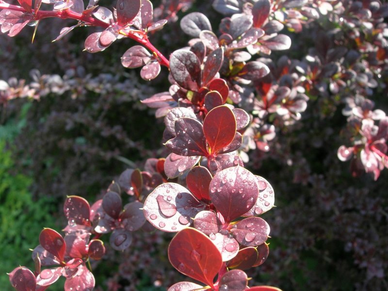 Барбарис Тунберга Атропурпуреа Berberis thunbergii Atropurpurea