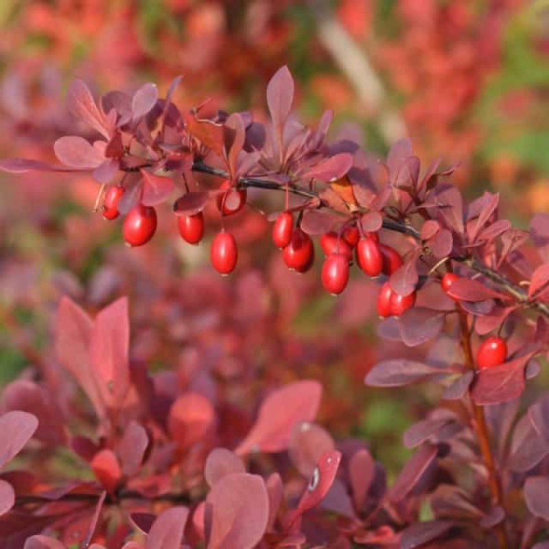 Барбарис Тунберга Atropurpurea