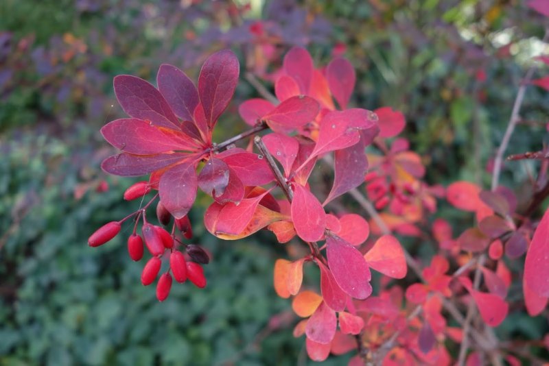 Барбарис Berberis Pola