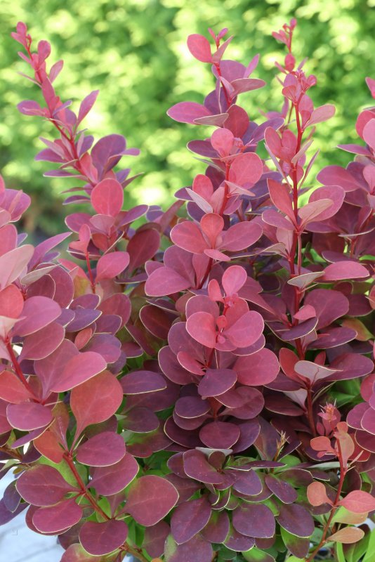 Барбарис Тунберга Atropurpurea