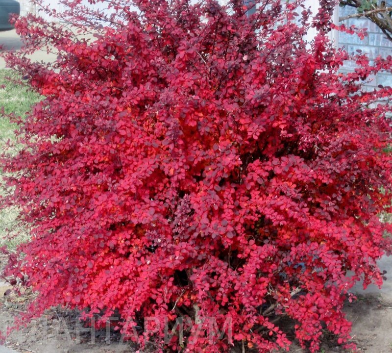 Барбарис Тунберга Atropurpurea