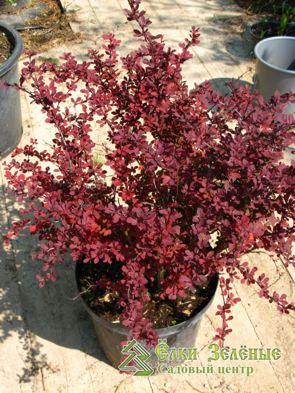 Berberis thunbergii Orange Rocket