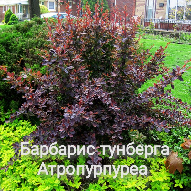 Барбарис Тунберга Атропурпуреа Коронита