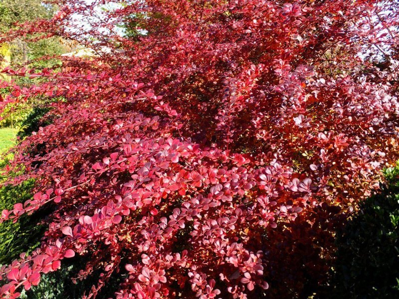Барбарис Тунберга Atropurpurea