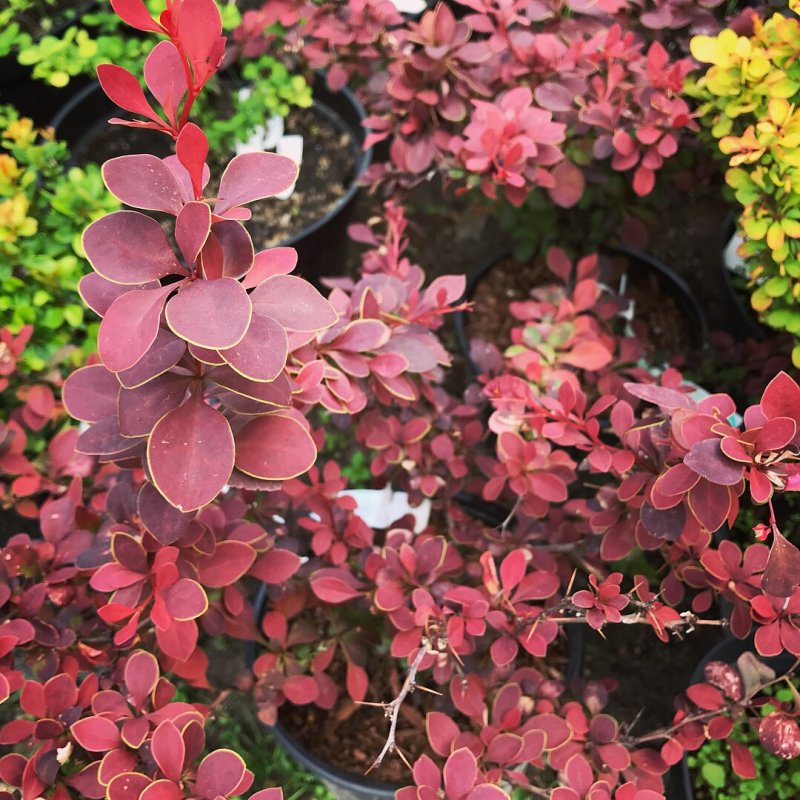 Барбарис Тунберга Atropurpurea