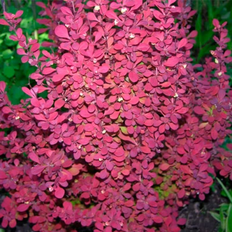 Барбарис Тунберга Atropurpurea