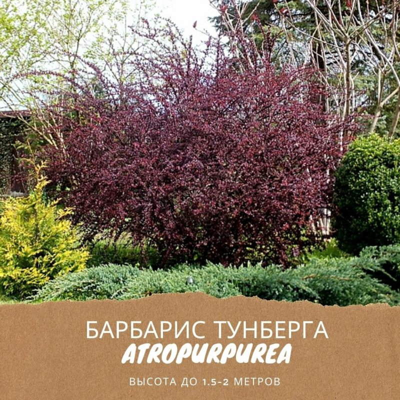Барбарис обыкновенный Атропурпуреа