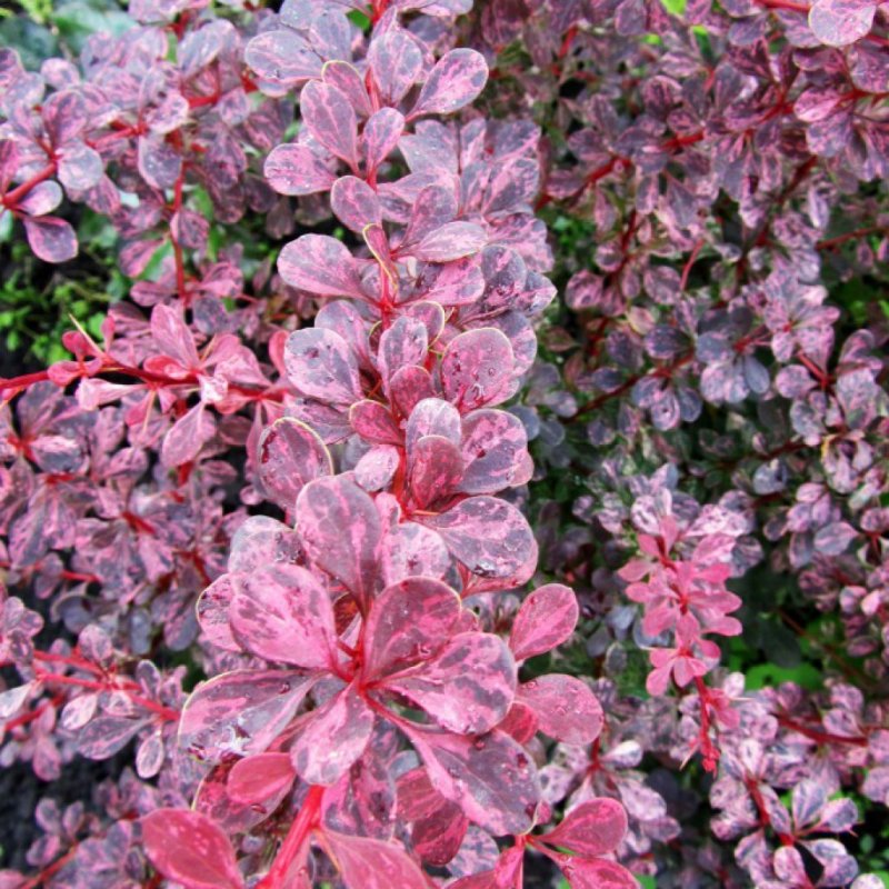 Барбарис Тунберга Atropurpurea