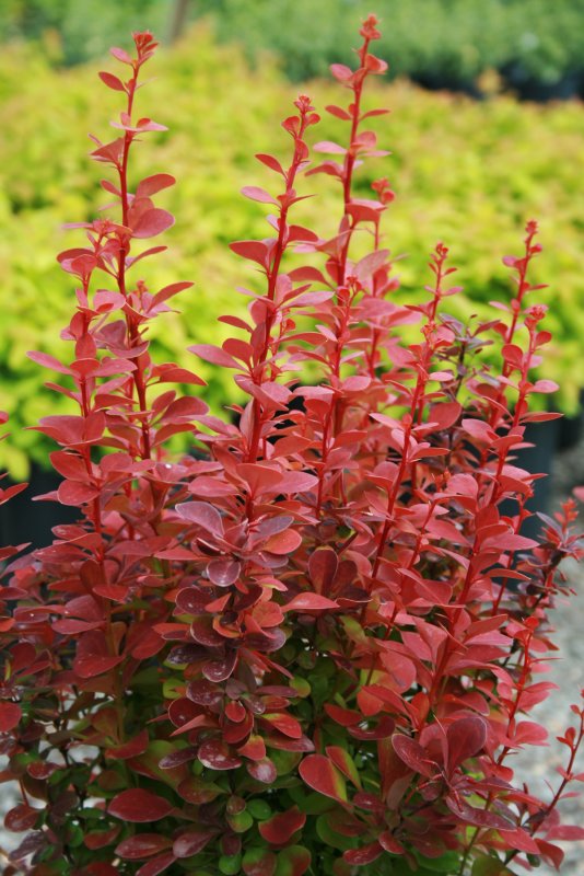 Барбарис Тунберга (Berberis thunbergii `Red Pillar`)