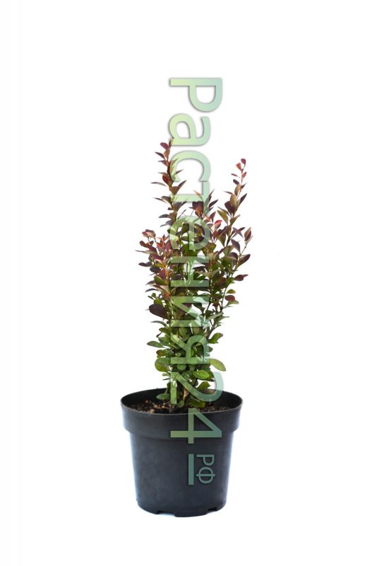 Барбарис Тунберга "Red DJ" (Berberis thunbergii)