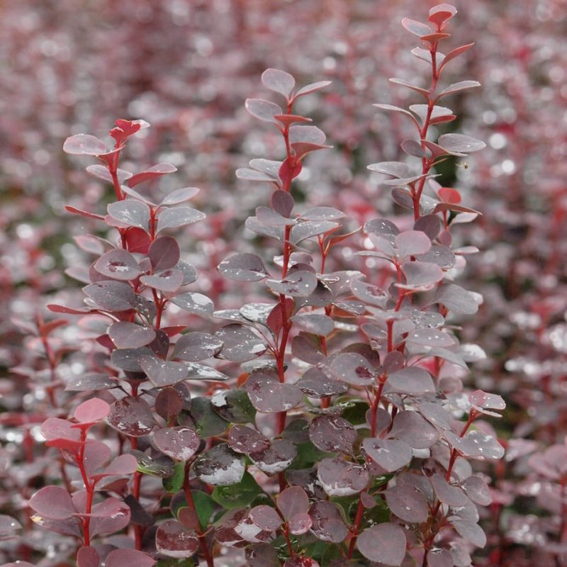 Барбарис Тунберга Golden Ruby