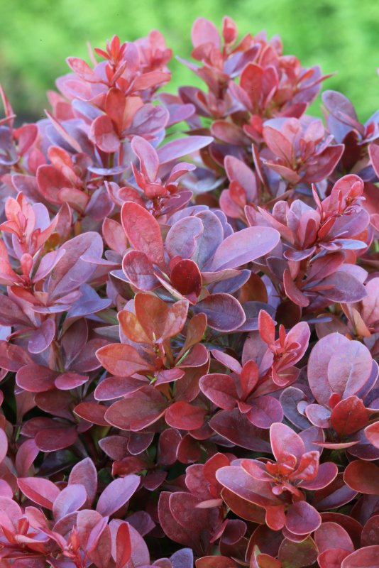 Барбарис Тунберга (Berberis thunbergii `Orange Dream`)