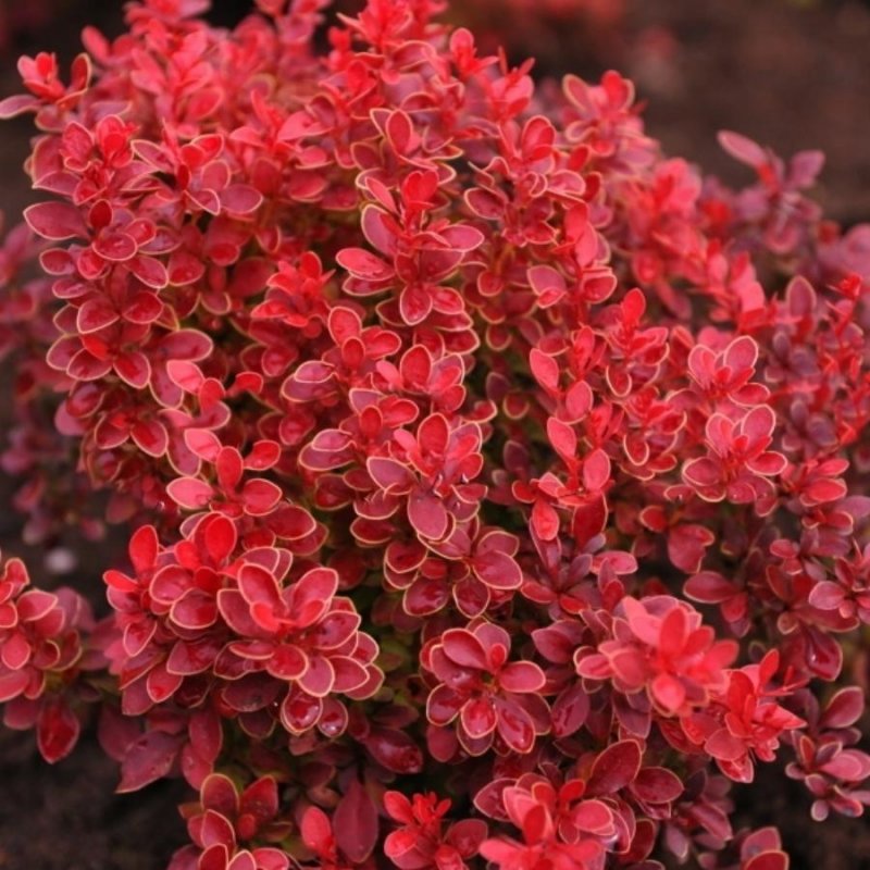 Berberis thunbergii (Барбарис Тунберга) 'Red Carpet'