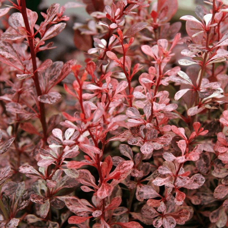 Барбарис Тунберга Crimson Pygmy