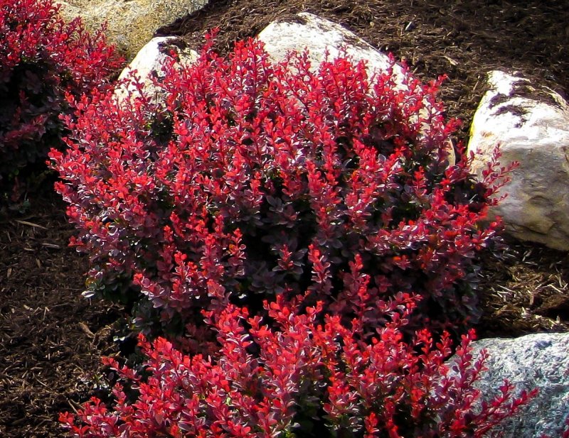 Berberis thunbergii Orange Sunrise