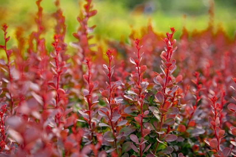 Барбарис Тунберга (Berberis thunbergii)