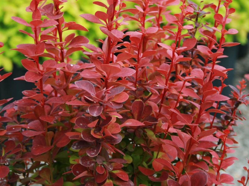 Барбарис Тунберга (Berberis thunbergii `Red Rocket`)