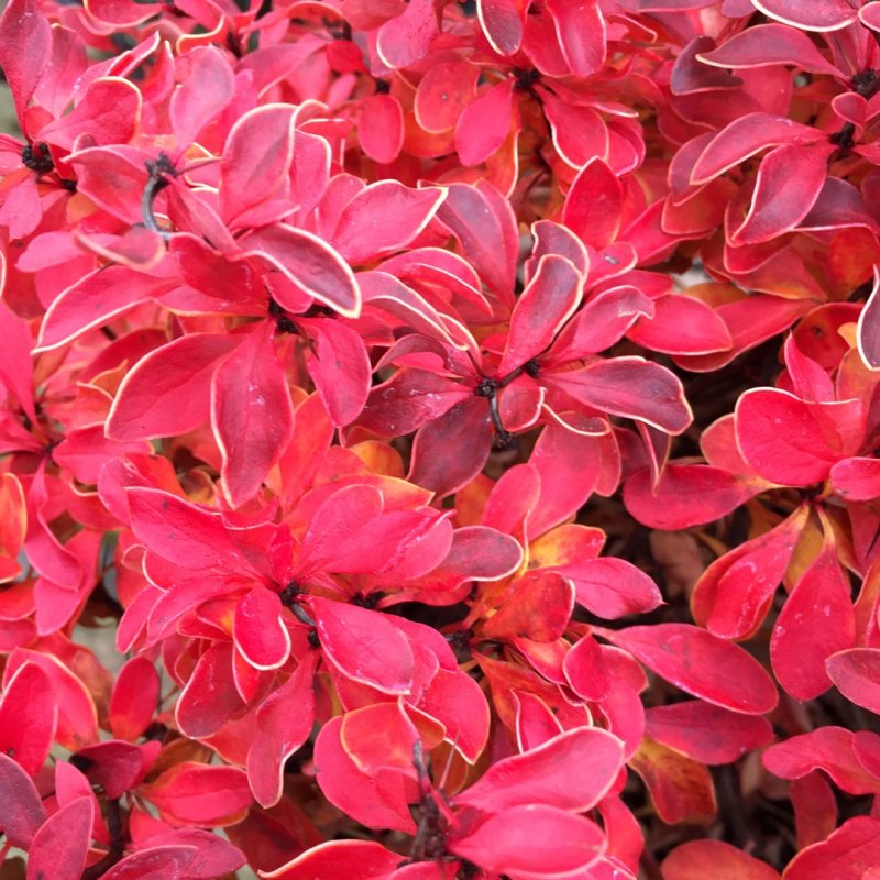 Berberis thunbergii admiration