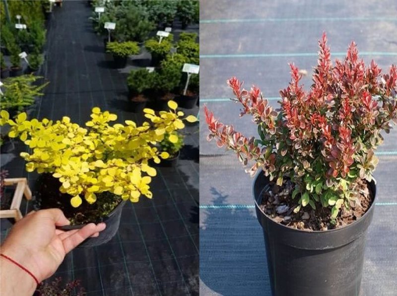 Барбарис Тунберга (Berberis thunbergii)