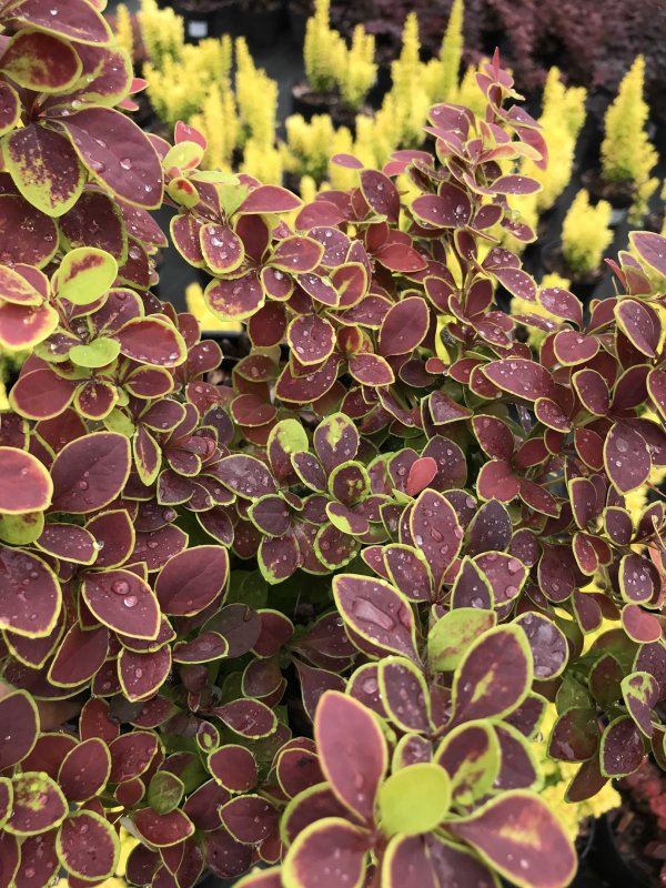 Барбарис Тунберга Atropurpurea