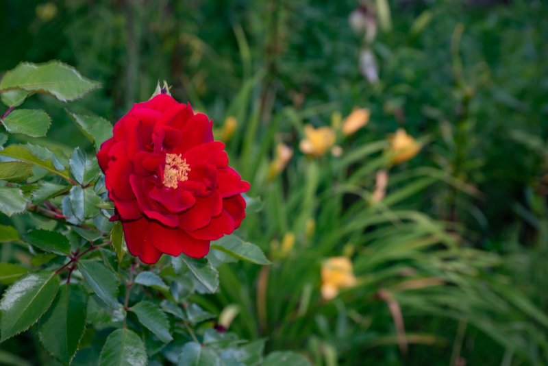 L'Ami des Jardins роза