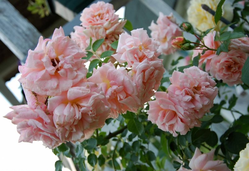 Роза Morgengruss фото и описание отзывы описание сорта