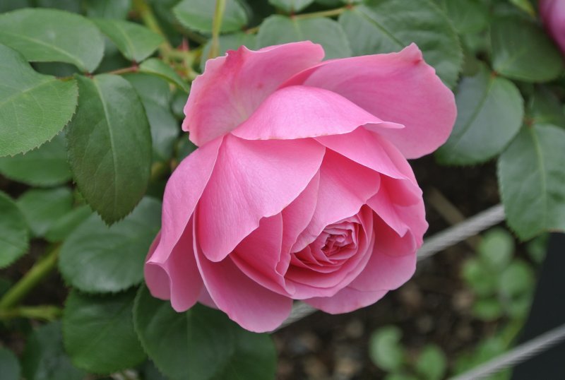 Rosa (роза) Bad Birnbach