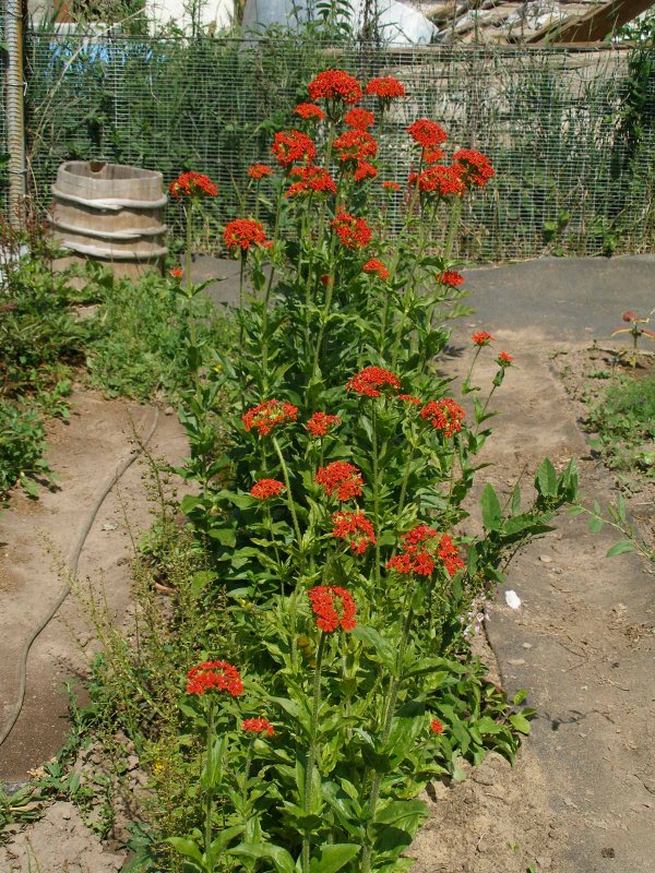Лихнис корончатый Розетта