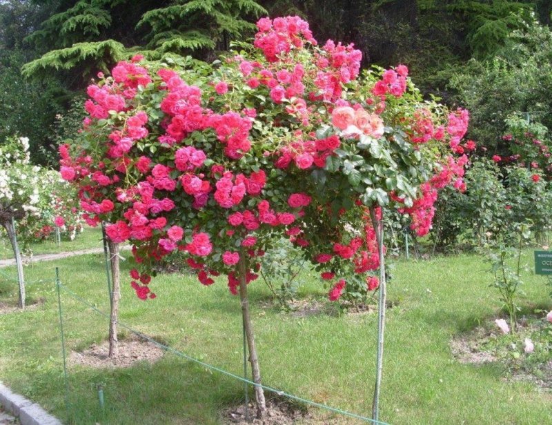 Штамбовая роза super Excelsa