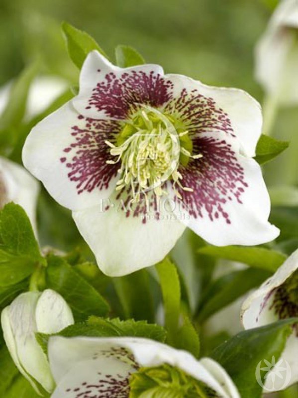 Helleborus orientalis Bollene