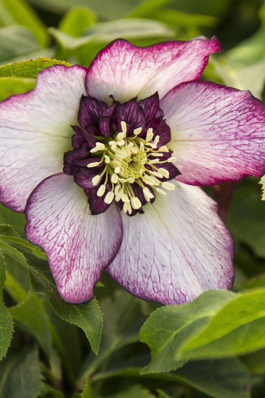 Морозник Helleborus