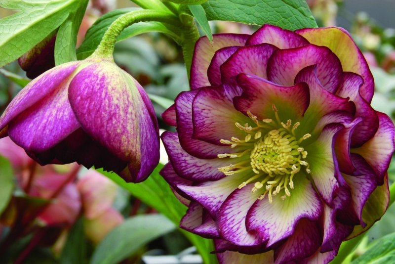Морозник Восточный "Winter emotions Anemone Picotee"