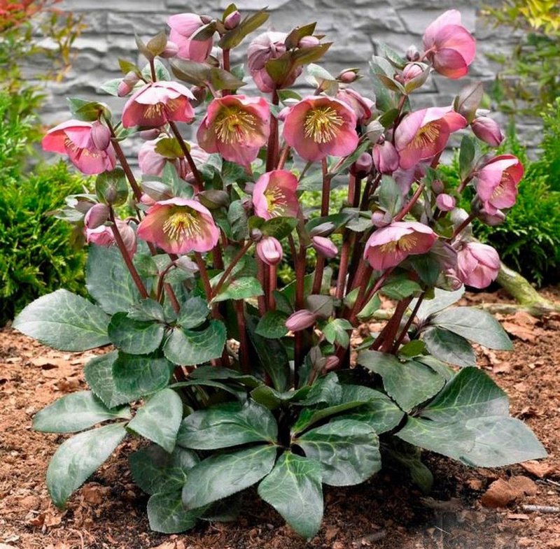 Морозник Penny Pink