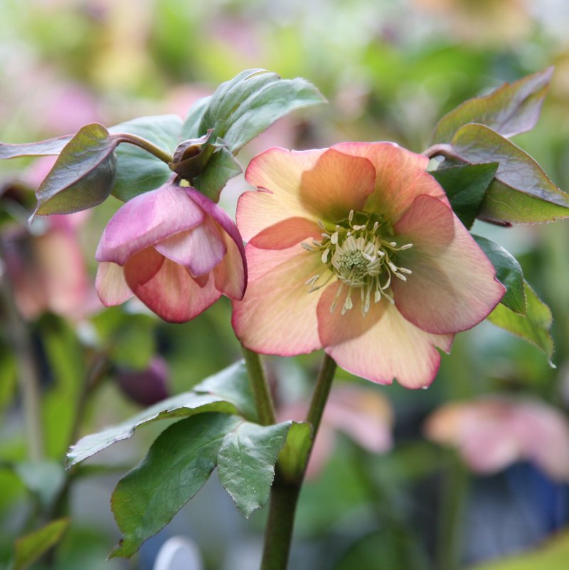 Морозник Helleborus