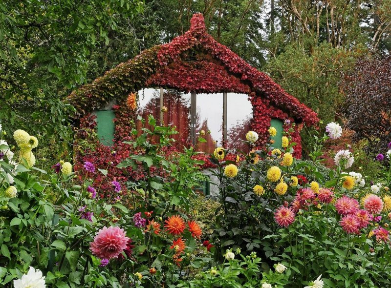 Георгины в палисаднике