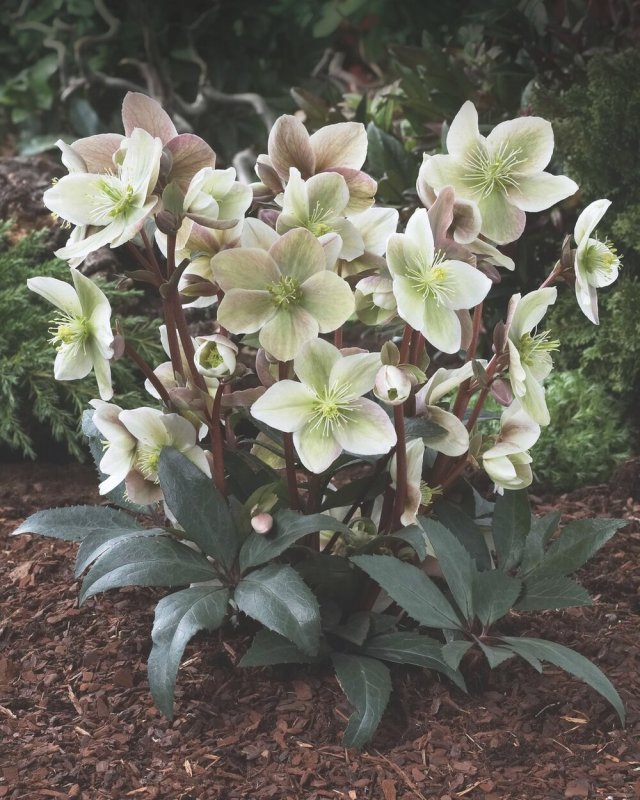 Морозник Helleborus