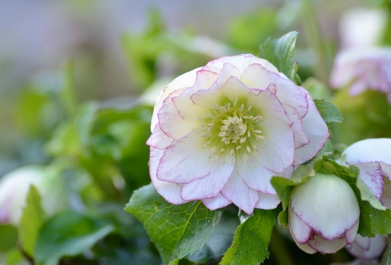 Морозник Helleborus