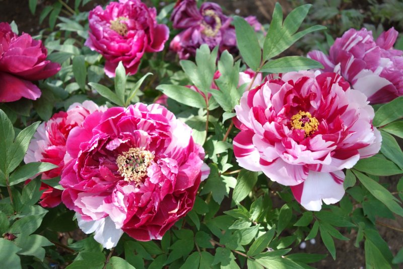Пион древовидный (Paeonia suffruticosa Purple) c2