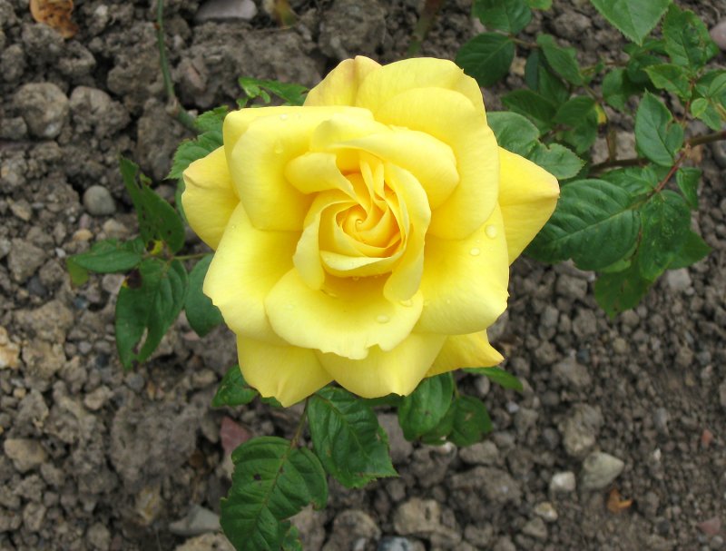 Rosa Ian Arthur berthran