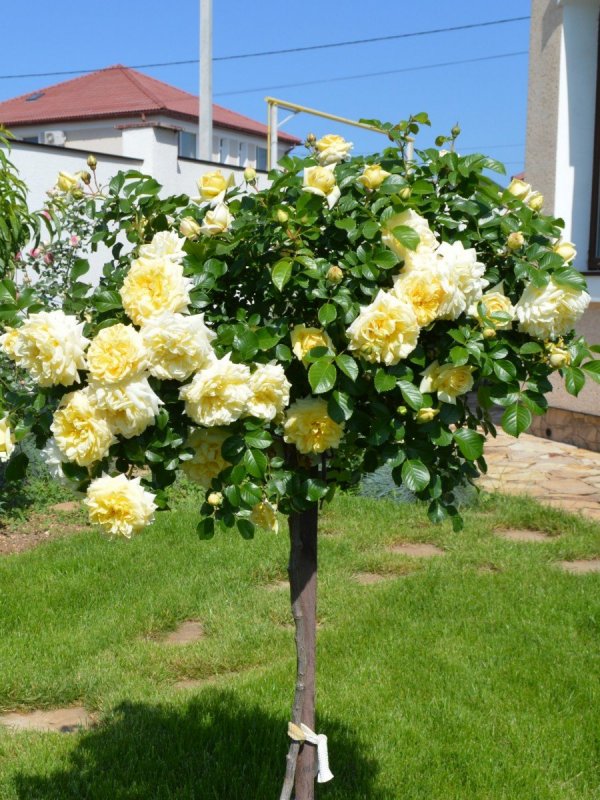 Роза флорибунда Артур Белл