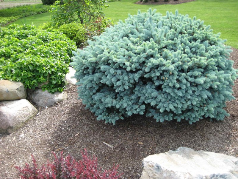 Ель колючая (Picea pungens) ‘glauca globosa’