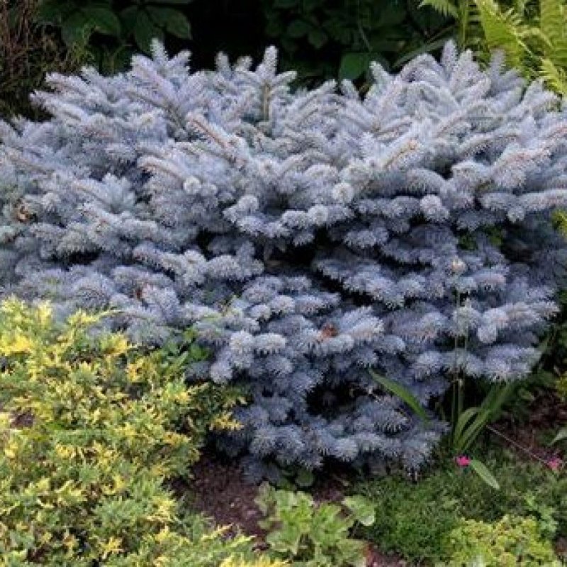 Ель колючая glauca globosa