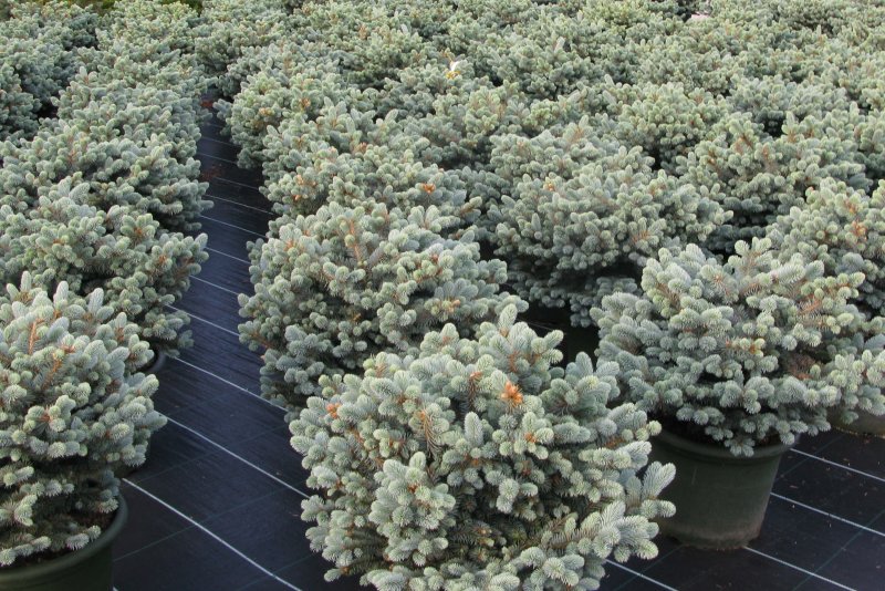 Ель колючая glauca globosa