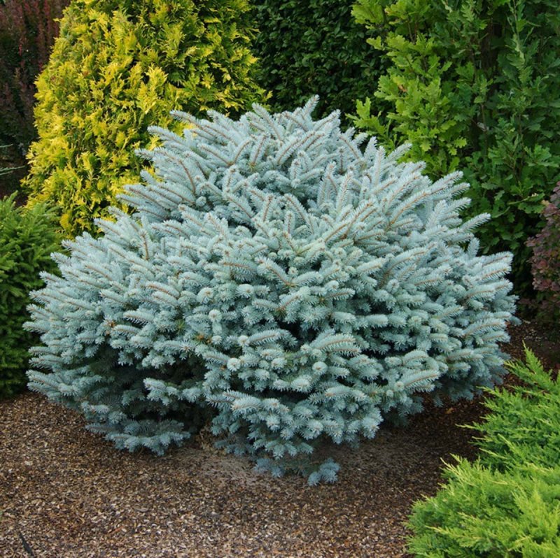 Ель glauca globosa