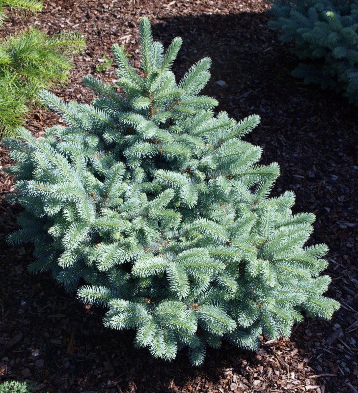 Ель glauca globosa