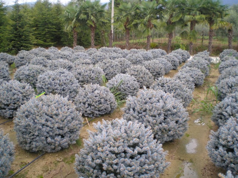 Ель колючая glauca globosa